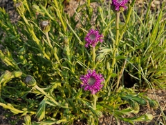 Pseudopegolettia tenella