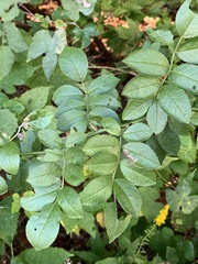 Stigmella rosaefoliella