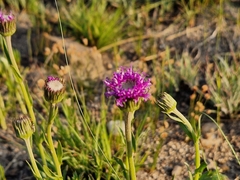 Pseudopegolettia tenella