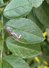 Stigmella rosaefoliella