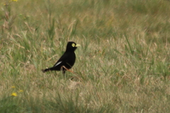 Hymenops perspicillatus