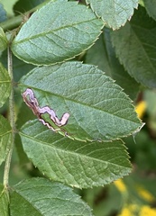 Stigmella rosaefoliella