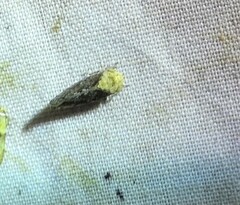 Paraphlepsius collitus