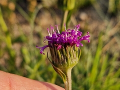 Pseudopegolettia tenella