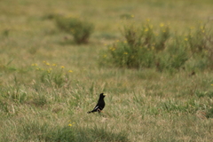 Hymenops perspicillatus