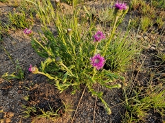 Pseudopegolettia tenella