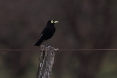 Hymenops perspicillatus