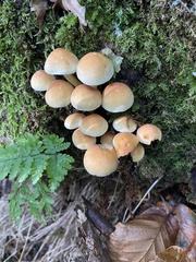 Hypholoma