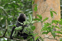 Semnopithecus johnii