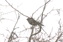 Agelaioides badius