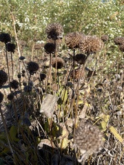 Monarda bradburiana