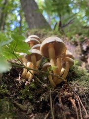 Hypholoma
