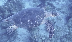 Eretmochelys imbricata