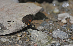 Castilia castilla