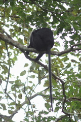 Semnopithecus johnii