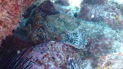 Scorpaena laevis
