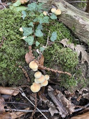 Hypholoma