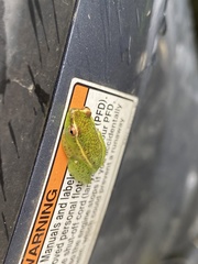 Hyperolius platyceps