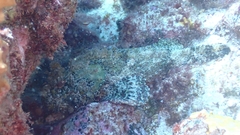 Scorpaena laevis