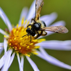 Andrena robervalensis