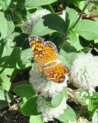 Phyciodes graphica