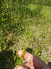 Carex leptalea
