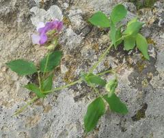 Lathyrus laxiflorus