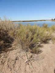 Baccharis retamoides
