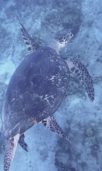 Eretmochelys imbricata