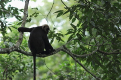 Semnopithecus johnii