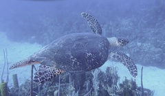 Eretmochelys imbricata