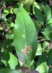 Coptodisca splendoriferella