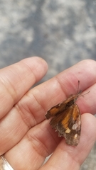 Libytheana carinenta mexicana