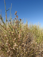 Baccharis retamoides