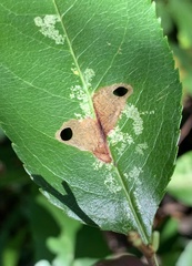 Coptodisca splendoriferella