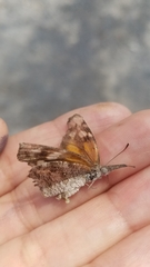 Libytheana carinenta mexicana