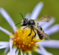 Andrena robervalensis