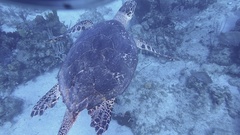 Eretmochelys imbricata