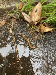 Cormocephalus rubriceps