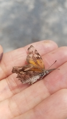 Libytheana carinenta mexicana
