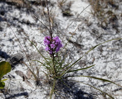 Liatris chapmanii