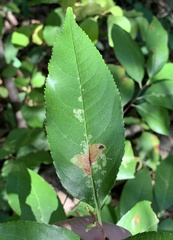 Coptodisca splendoriferella