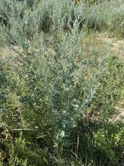 Artemisia absinthium