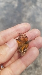 Libytheana carinenta mexicana