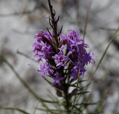 Liatris chapmanii