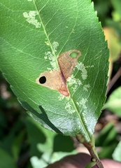Coptodisca splendoriferella