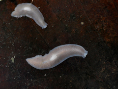 Dendrocoelum lacteum