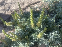 Ambrosia chamissonis