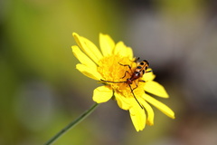 Strangalia sexnotata
