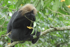Semnopithecus johnii